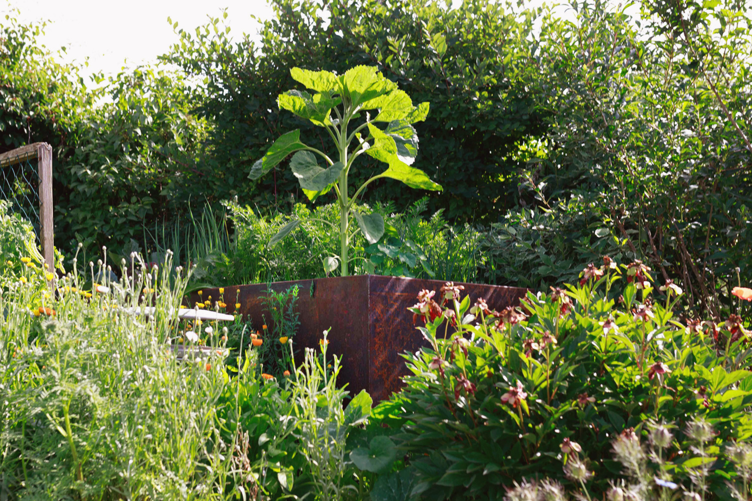 Cortenstahl Hochbeet im Garten verdeckt