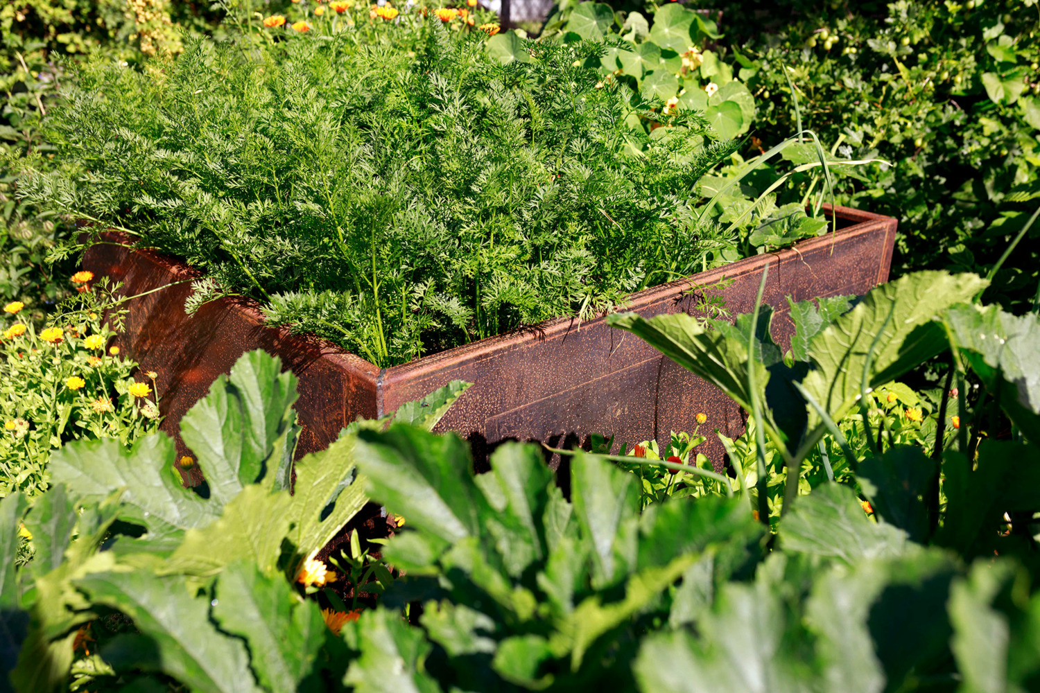 Cortenstahl Hochbeet im Garten Nahaufnahme