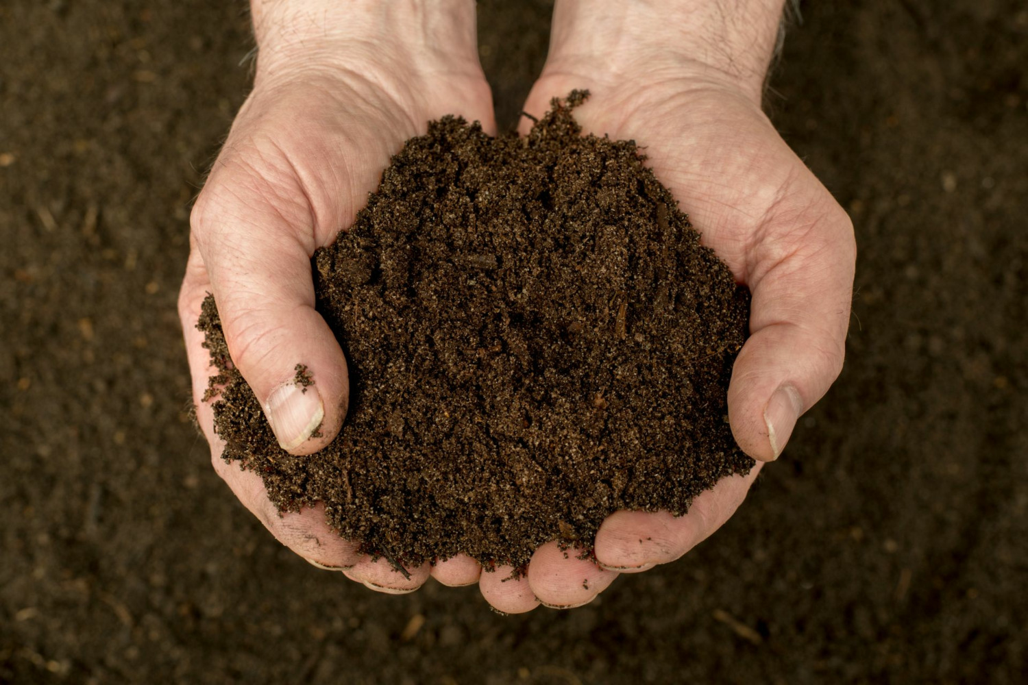 Hände halten kompostierte Erde